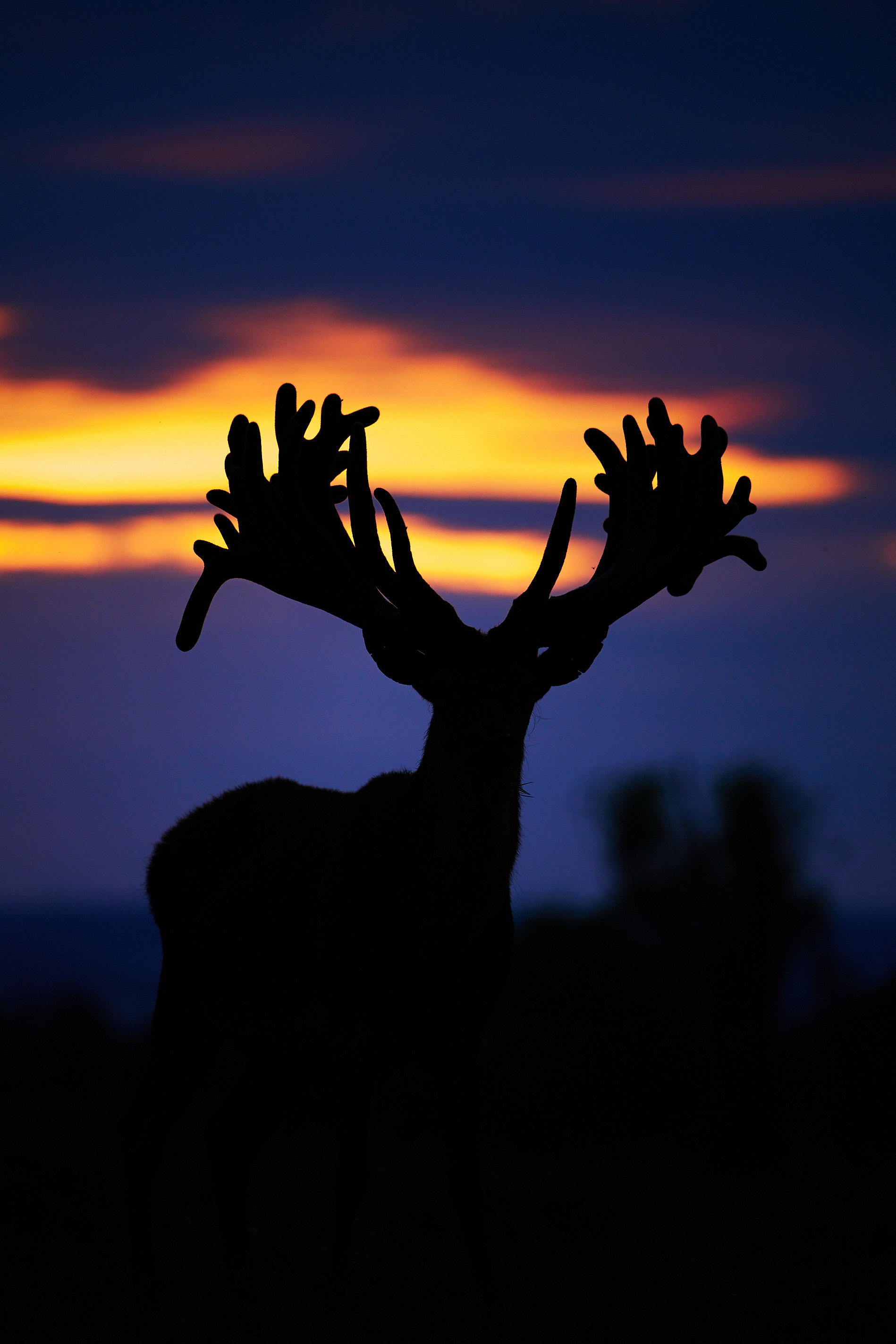Red Deer Stag silhouette